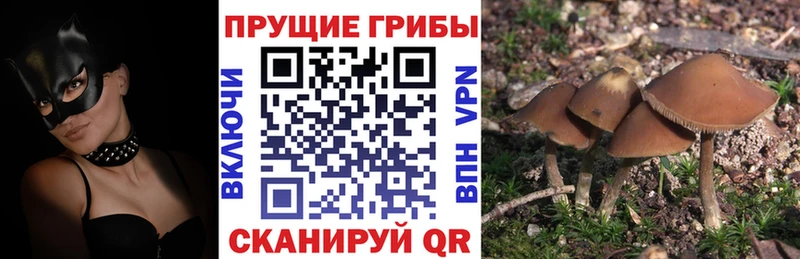 Галлюциногенные грибы GOLDEN TEACHER  Пошехонье 